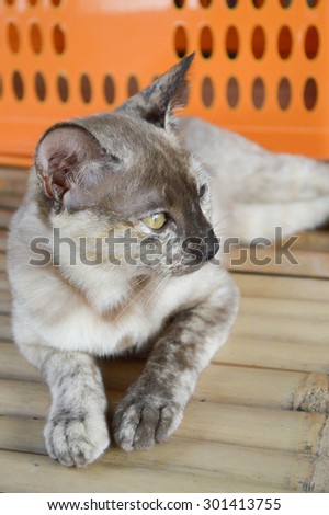 tabby cat on bamboo floor