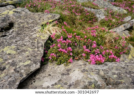 Close up of pink rhododendron flowers between stones in the mountains