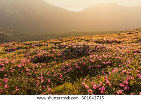 Beautiful mountain landscape with blossoming pink rhododendron flowers on sunset in Carpathian mountains