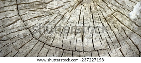 close-up cross section of tree trunk as a wooden background