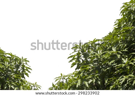 Mango leaves on a white background.