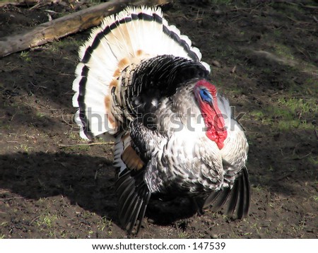 funny chicken. stock photo : Funny Chicken