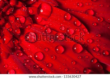 The drops of water on the gerber petal