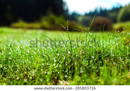 water drops on the grass in the spring mountain morning