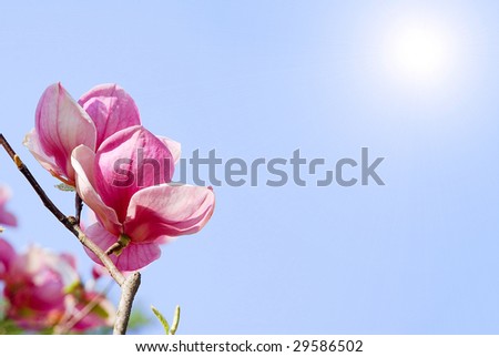 Two pink flowers of magnolia on a background clean sun sky. An enough place is for inscriptions