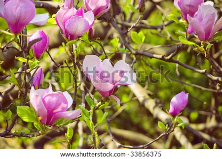 Flowering of magnolia - as openings up flowers so are buds on a background a foliage