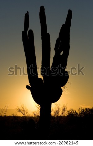 Saguaro silhouette against an Arizona sunset