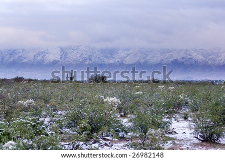 Snow on saguaro cactus and Arizona mountains