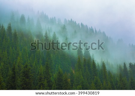 trees in a fog on the mountain,Evergreen Forest