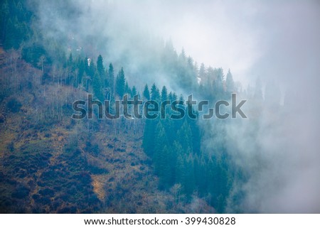 trees in a fog on the mountain