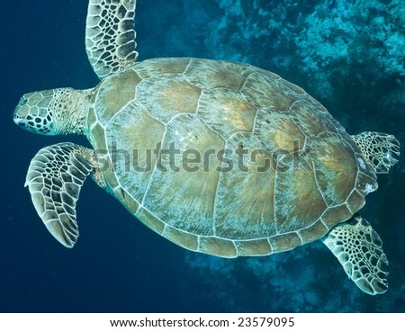 Sea turtle from above