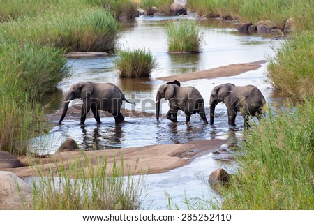 Three elephants crossing a river