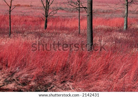 Pink landscape