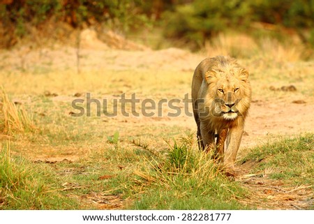 Male Lion walks on path at Duba Plains / Botswana