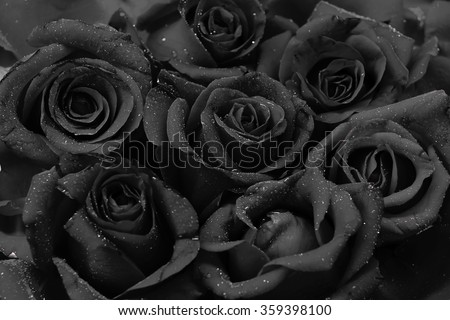 black roses flower background with water drops.
