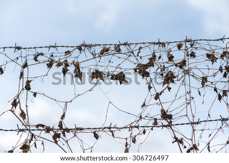 Broken wire fence