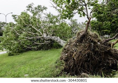 Fallen tree after typhoon / A fallen tree after Soudelor typhoon in Taipei city, August 8, 2015.