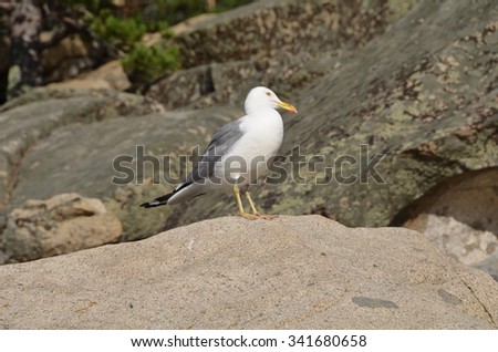 Gull on the lake Chebache, State National Natural Park \