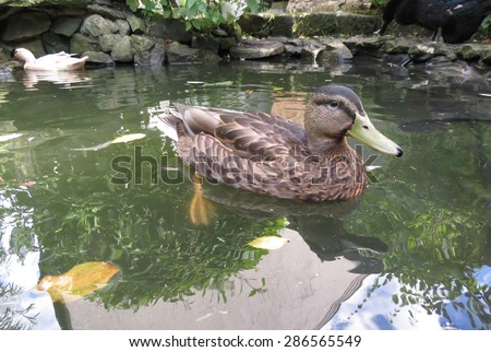 Young male Mallard duck - Anas platyrhynchos - on a clear pond.