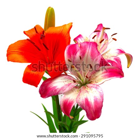 Two flower lily orange and pink-white isolated on white background