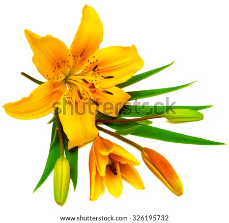 Yellow lily flower with buds isolated on a white background. Flowers resembles a starfish