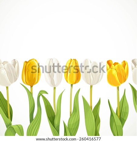 Vector yellow and white flowers tulips seamless background