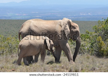 A small elephant with mum