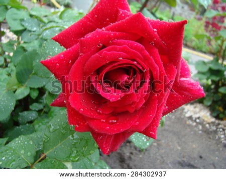 rose red color with white speckles,noble flower wild rose