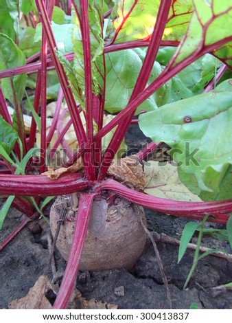 beta vulgaris,is a perennial herbaceous plant,sugar beet,