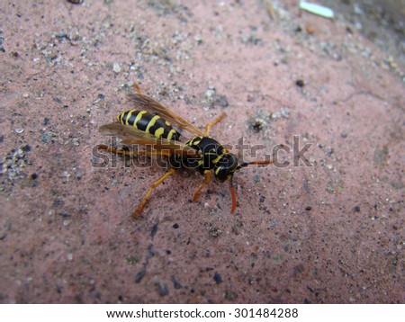 wasps,insects of the suborder stabilizatoriumi,stinging stabilizatoriumi.