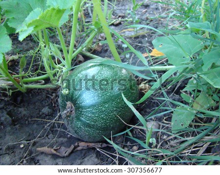 the ordinary pumpkin growing in the garden,a genus of herbaceous plants of the family Cucurbitaceae.