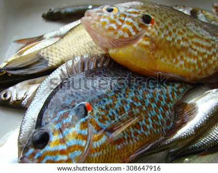 caught fish,sun fish or eared perch,roach,species of fish.