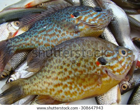 caught fish,sun fish or eared perch,roach,species of fish.