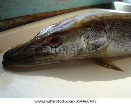 pike common,freshwater, carnivorous animal,class ray-finned fishes.