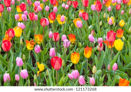 Beautiful spring flowers in Keukenhof park in Netherlands (Holland). Colorful tulips flowerbed background