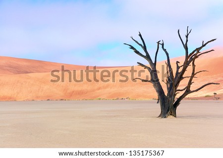 Landscape of Dead Vlei, Sossusvlei, Namib desert, Namibia, South Africa