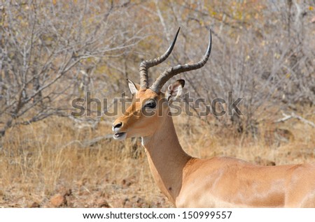 Impala antelope in Kruger National Park, animals of South Africa