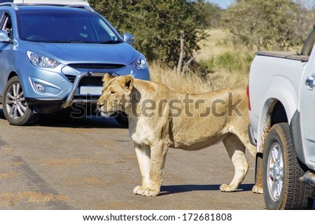 Safari And Animal Watching, Lioness And Cars On Road In Kruger National Park, South Africa