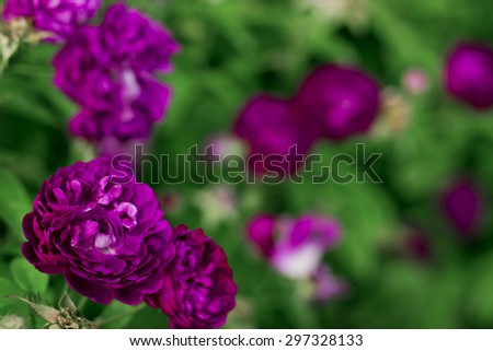 Purple roses in the garden, Baden, Austria