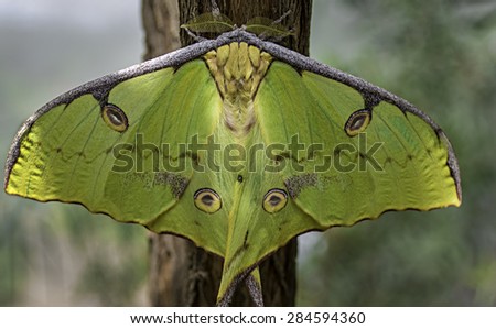 Moon Moth perched on a tree