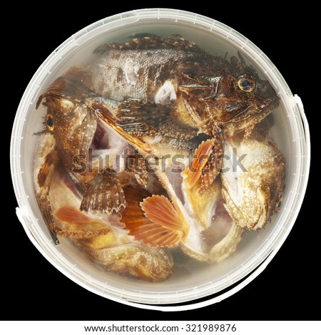 Fresh fish in a round bucket of water isolated on dark background. Fish Scorpaena porcus. Gutted fish. Several freshly caught fishes in a plastic bucket. Catch in a round bucket