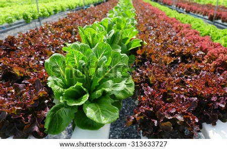 Green cos lettuce / Butter head / Red Oak- hydroponics vegetable farm in Thailand.