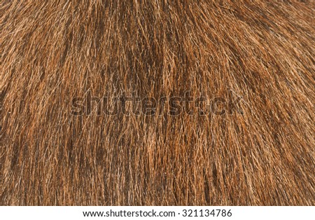 Brown dog fur texture or background