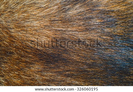 Brown dog fur texture or background