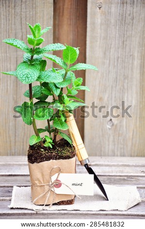 Herb garden, peppermint ready for gardening, gardening tools on wooden background, name tag
