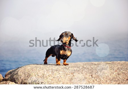 Miniature black and tan dachshund at the ocean shore standing on a rock. Toned image.
