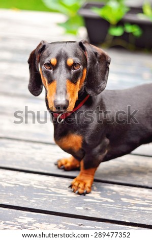 Black and tan purebred dog, miniature dachshund in backyard. Outdoors. Selective focus.