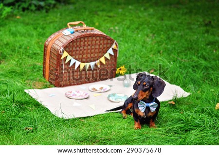 Black and tan miniature dachshund, dog wearing bow tie, summer picnic on green grass outdoors, birthday party.