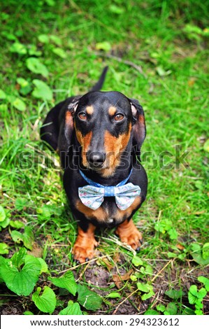 Black and tan miniature  Dachshund, purebred dog in bow tie, outdoors, selective focus, toned image