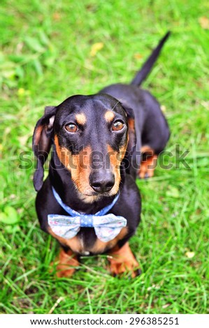 Black and tan miniature Dachshund, purebred dog, bow tie, outdoors, selective focus